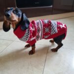 Roupinha para Cachorro - Suéter de Tricô My Little Friend photo review