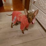 Roupinha para Cachorro - Macacão de frio em veludo para cães - Remas photo review
