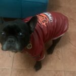 Roupinha de frio para Cachorro - Jaqueta Pet Elfidog Victory photo review
