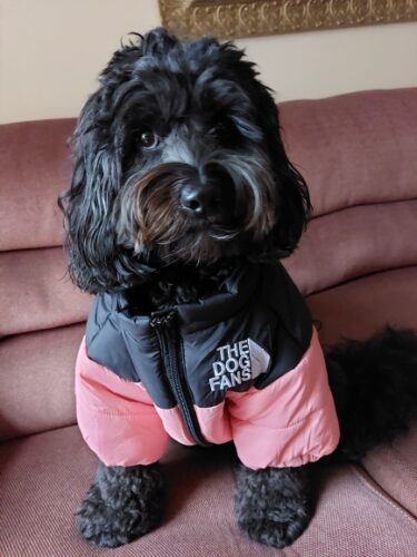 Roupinha de frio para Cachorro - Jaqueta Pet The Dog Fans photo review