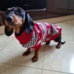 Roupinha para Cachorro - Suéter de Tricô My Little Friend photo review