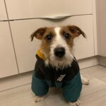 Roupinha de frio para Cachorro - Jaqueta Pet The Dog Fans photo review