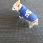 Roupinha de frio para cachorro grande e pequeno - Adidog photo review