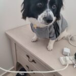 Roupinha de frio para cachorro grande e pequeno - Adidog photo review