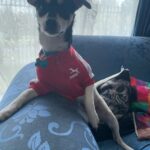 Blusa de frio para cachorro - Moletom para cães Poma photo review