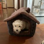 Casa Caminha para Cachorros e Gatos -  Pet Sweet Home photo review