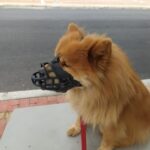 Focinheira Ultra Macia para Cachorros - Gummy photo review