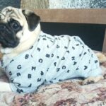 Macacão Pijama para Cachorro - Alfabeto Pet photo review