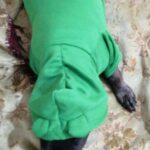 Roupa de Frio para Cachorro - Moletom De Frio Divertido photo review