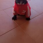 Blusa de frio para cachorro - Moletom para cães Poma photo review