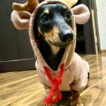 Roupa de Frio para Cachorro - Moletom De Frio Divertido photo review