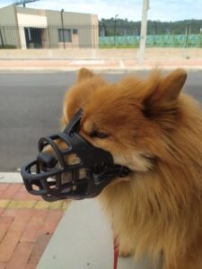 Focinheira Ultra Macia para Cachorros - Gummy photo review