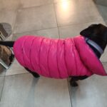Colete de frio para cachorros - Impermeável e dupla face photo review