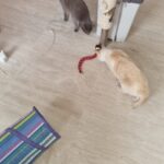 Cobrinha Eletrônica Recarregável - Brinquedo Interativo para Gatos photo review
