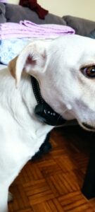 Coleira Eletrônica Anti Latido Ultrassônica - Obedient Dog photo review