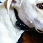 Coleira Eletrônica Anti Latido Ultrassônica - Obedient Dog photo review