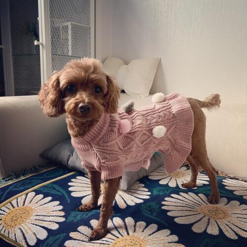 Vestido blusinha de frio para cachorra ou gata photo review