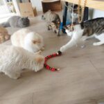 Cobrinha Eletrônica Recarregável - Brinquedo Interativo para Gatos photo review